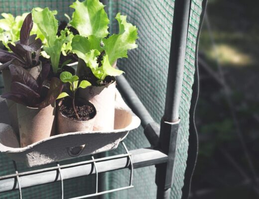 How to Control Humidity in a Grow Tent