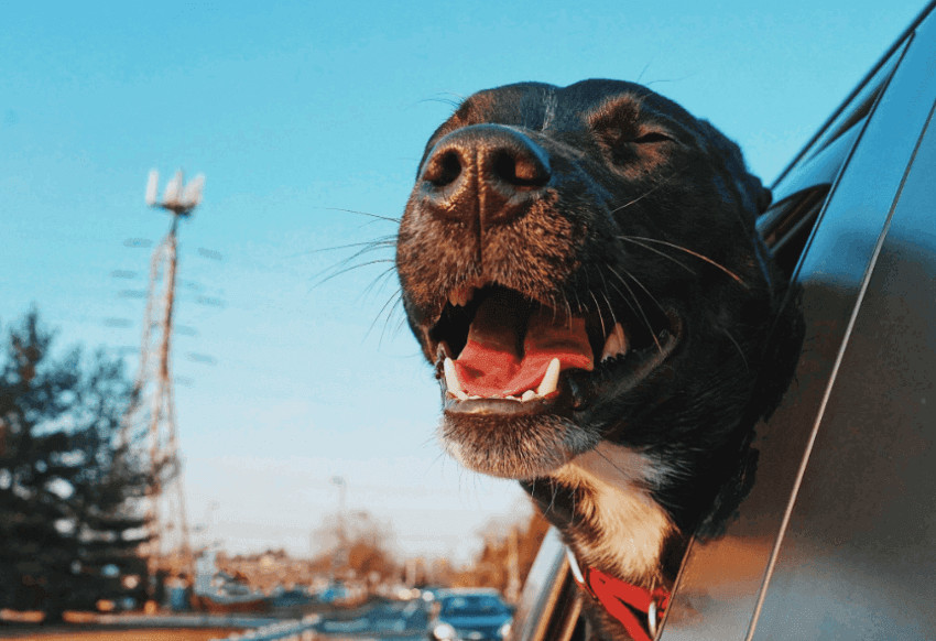 Keep Your Pet Comfortable During Long-Distance Travel