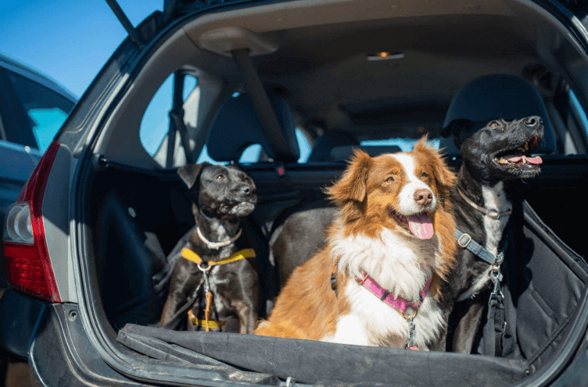 long distance travel with pets