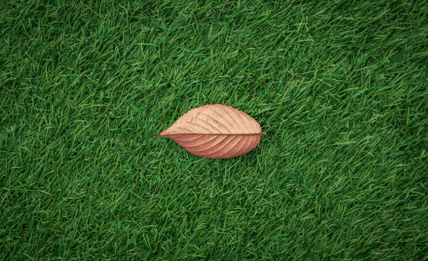 Natural Grass