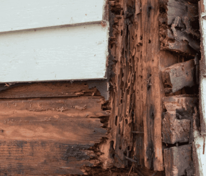 Can You File a Claim for Improper Termite Treatment? 2 Termite Treatment