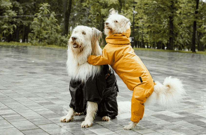 waterproof jacket for pets