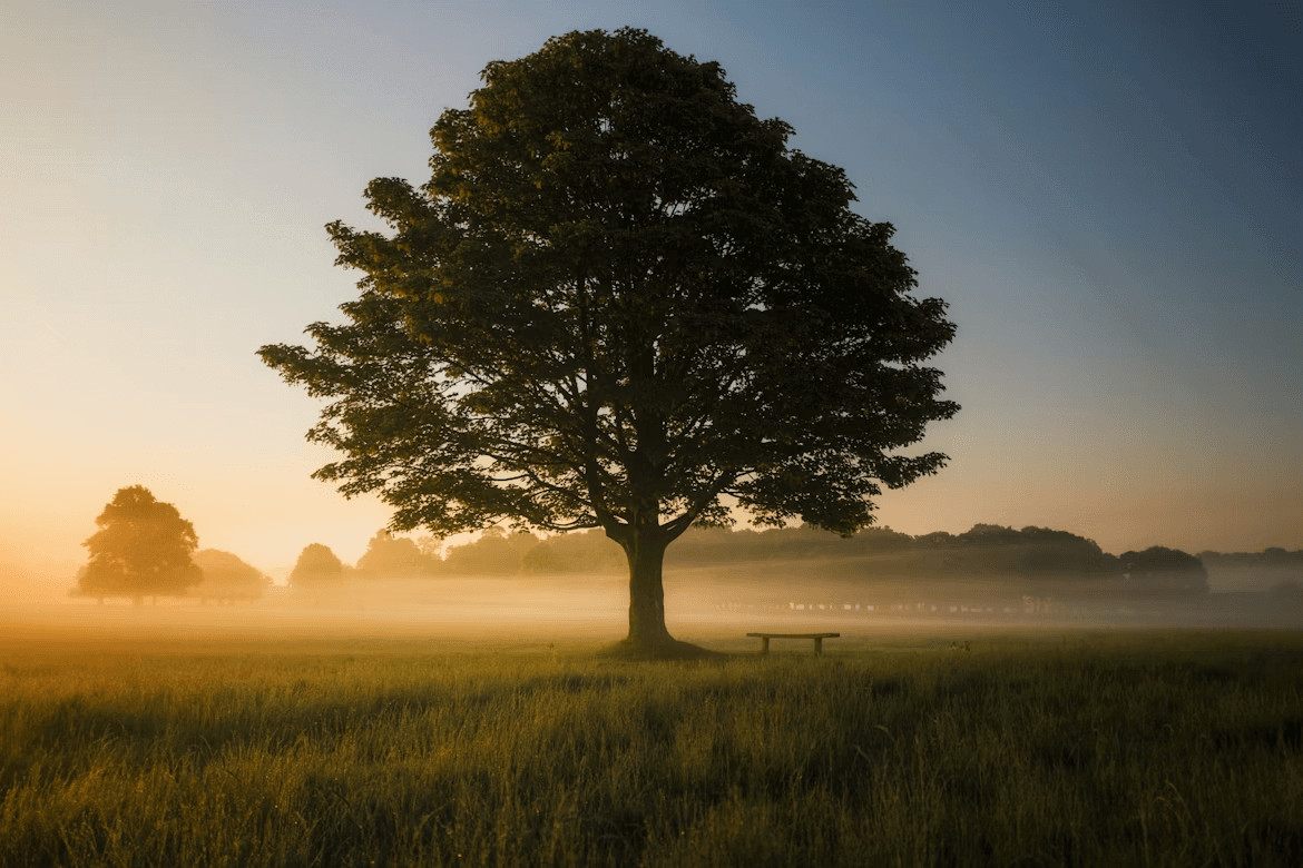 Why Healthy Urban Trees Matter for Homeowners and Sustainable Cities 1 4a136ee2 baa7 4b31 b591 c7561e823e9c