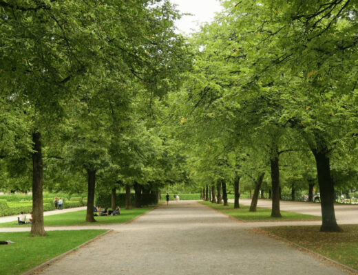 A group of people enjoying a lush green urban