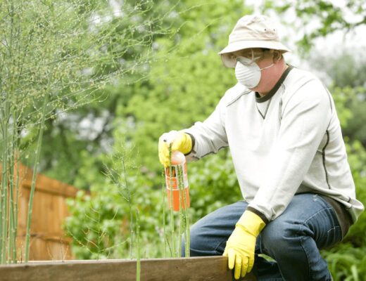 Man wearing a face mask and gloves holding a carrot