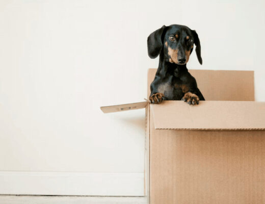 Dog sitting on a cardboard moving box