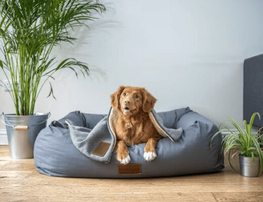 Home Improvements That Make Life Easier for Older Pets 1 Brown dog resting peacefully on a blue pet bed