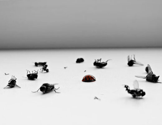 Flies gathered on a table, indicating a