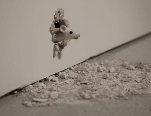 Costly Mistakes Homeowners Make When Trying to Keep Mice Out of Walls 1 Mouse stuck in a hole in a wall, highlighting