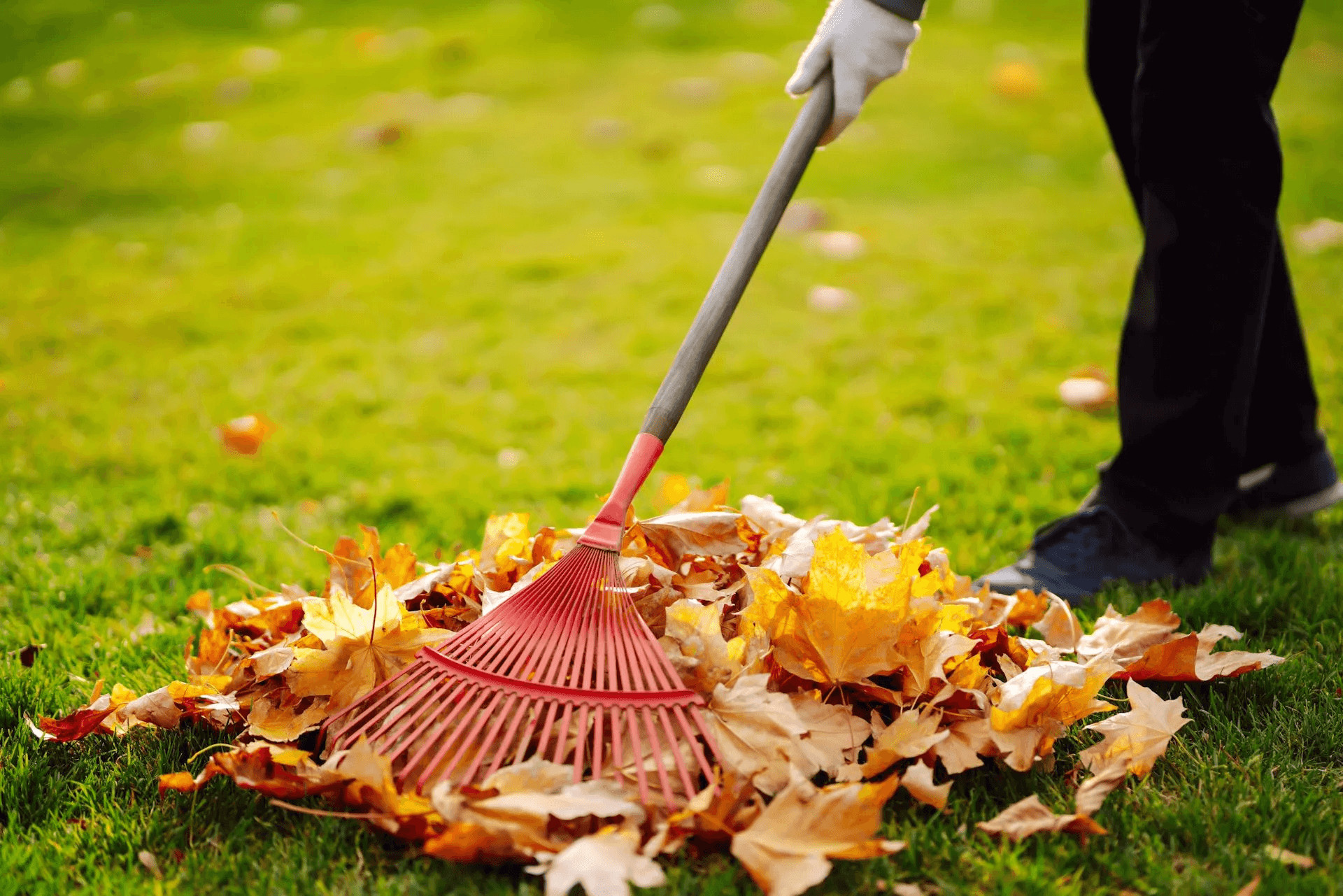 Person raking leaves as part of yard maintenance