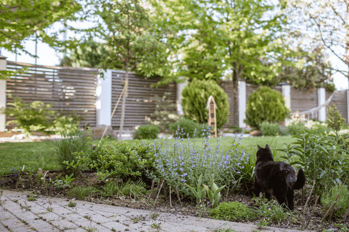 How to Protect Residential Gardens From Earwigs 1 Residential Garden