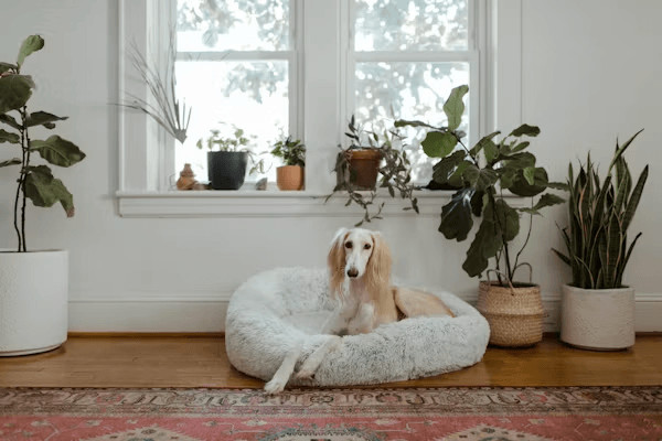 Home Improvements That Make Life Easier for Older Pets 1 Senior dog relaxing in a comfortable dog bed by a
