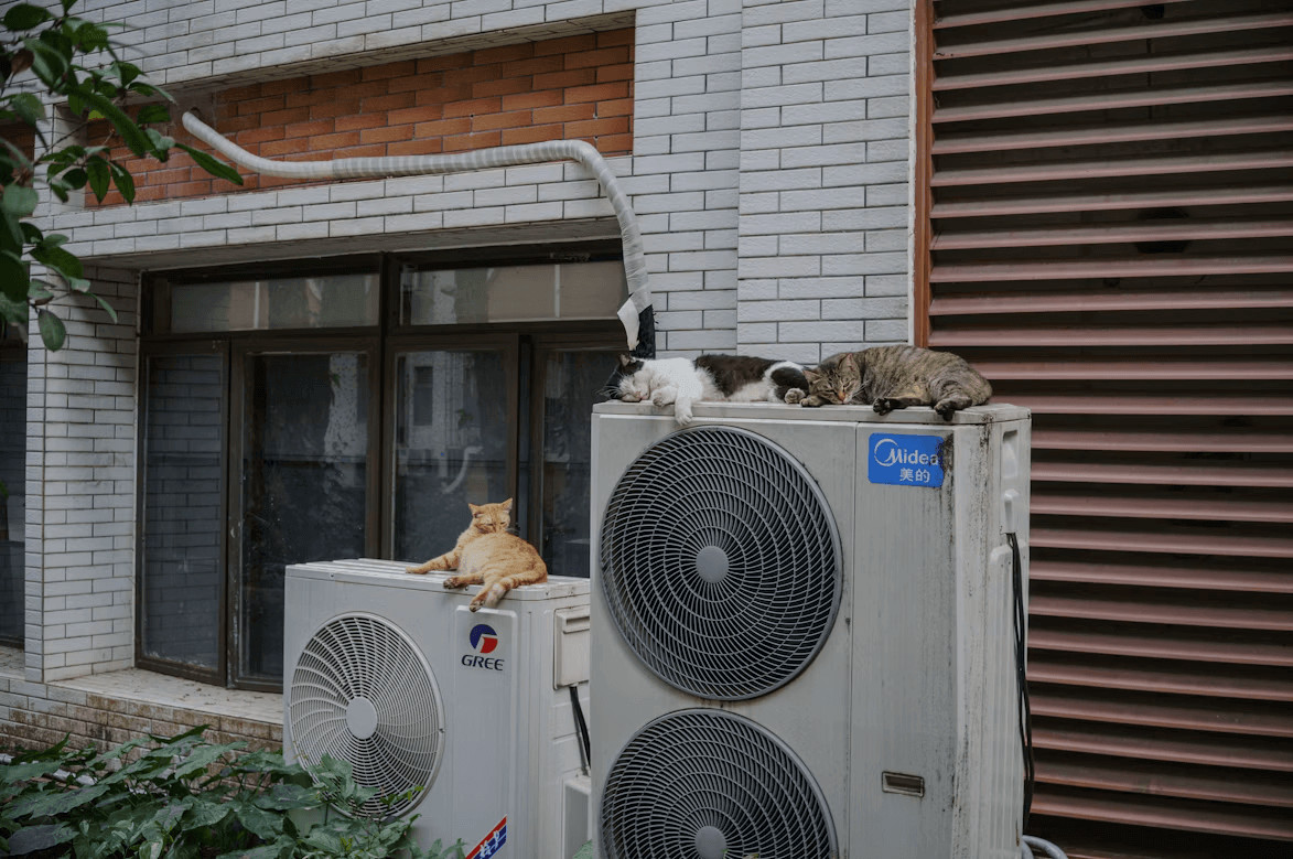 When Comfort Comes at a Cost: What Your HVAC System Needs Before It Breaks Down 1 A group of cats sitting on an outdoor