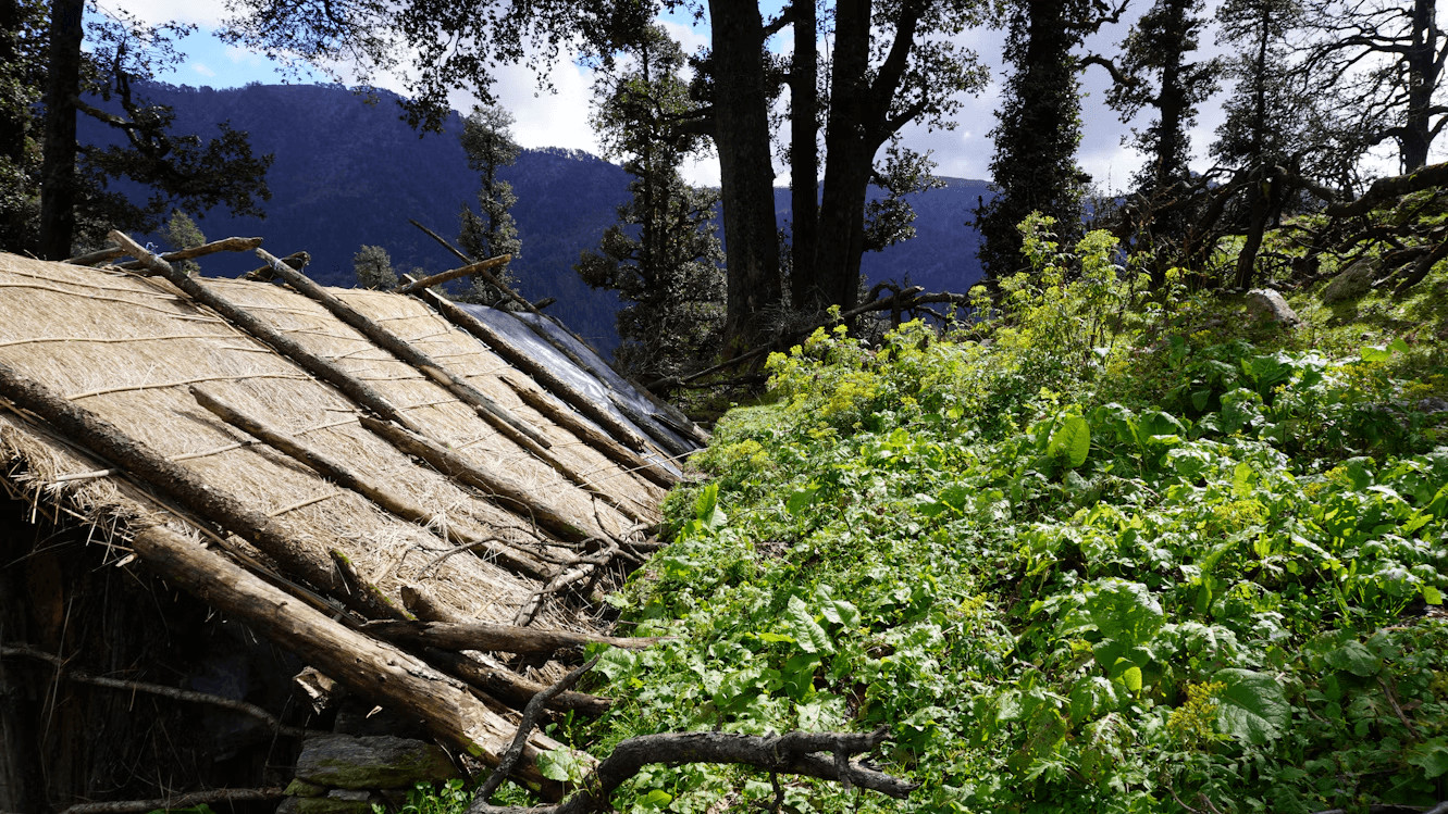 A thatched roof hut in woods