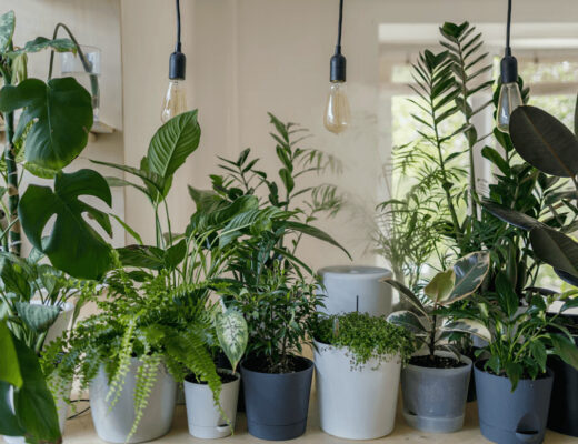Commercial venues are incorporating biophilic features to improve visitor engagement 1 Houseplants displayed on a table as a