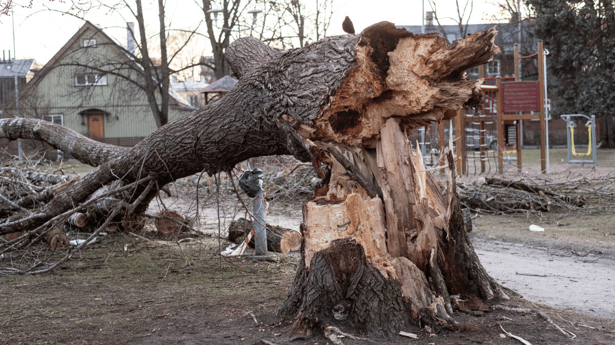 Mature Tree Safety Risk to Your Home