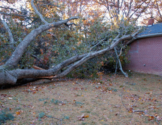 Signs a Mature Tree May Be a Safety Risk to Your Home